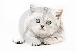 Little british domestic silver tabby cat