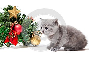 Little british kitten with Christmas decoration isolated on white background. Christmas concept