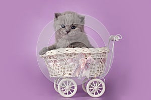 Little british kitten in a pram on an isolated background