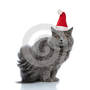 Little british longhair cat wearing santa claus hat  sitting and staring