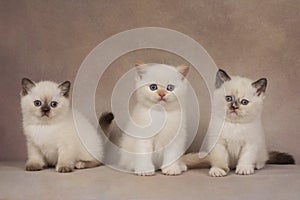 Little british point kittens on a beige background