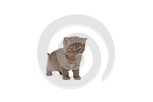 Little British Shorthair kitten in  chocolate against white background