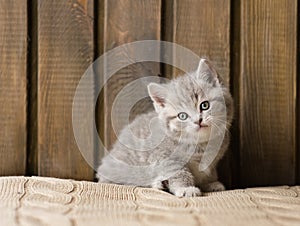 Little british shorthair kitten looking at camera