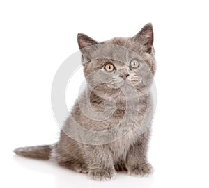 Little british shorthair kitten sitting in front. isolated on white