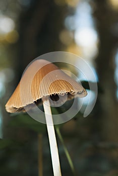 Little browm mushroom on the forest ground