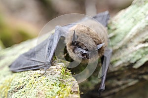 Brown Bat, Georgia USA