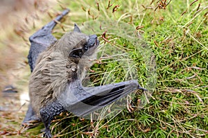 Brown Bat, Georgia USA