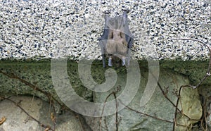 Little Brown Bat hanging on concrete