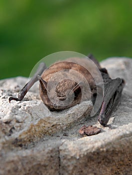 Little Brown Bat (Myotis lucifugus)