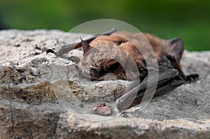 Little Brown Bat (Myotis lucifugus)