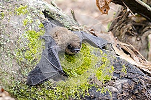 Brown Bat wings, Georgia USA