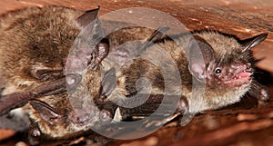 Little Brown Bats - Tight Spot