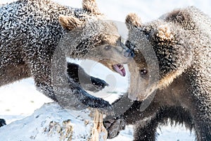 Pequeno marrón osos a lucha en la nieve 