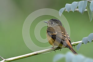 Little brown bird resting on thin branch in garden during his migratory trip passing through Thailand, ferruginous flycatcher