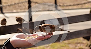 Little Brown Birds Eating Corn From a Woman`s Hand