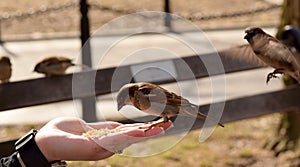 Little Brown Birds Eating Corn From a Woman`s Hand