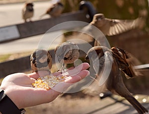 Little Brown Birds Eating Corn From a Woman`s Hand