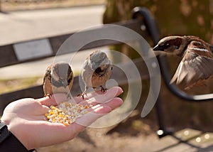 Little Brown Birds Eating Corn From a Woman`s Hand