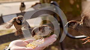 Little Brown Birds Eating Corn From a Woman`s Hand