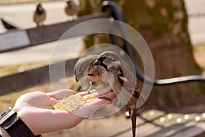 Little Brown Birds Eating Corn From a Woman`s Hand