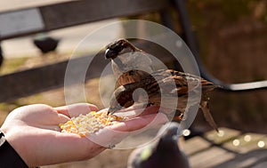 Little Brown Birds Eating Corn From a Woman`s Hand