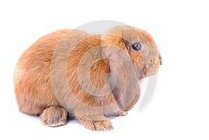 Little brown bunny rabbit with long ears stay on white background