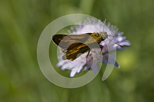 Little brown butterfly sitting on the purple flower in the meadow on a summer day