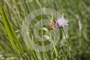 Little brown butterfly sitting on the purple flower in the meadow on a summer day
