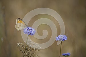 Little brown butterfly sitting on a summer blue flower in a mead