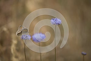 Little brown butterfly sitting on a summer blue flower in a mead