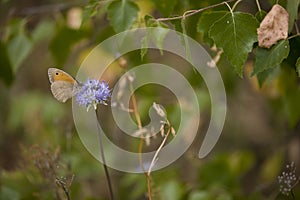 Little brown butterfly sitting on a summer blue flower in a mead