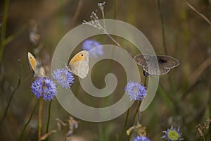 Little brown butterfly sitting on a summer blue flower in a mead