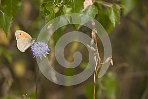 Little brown butterfly sitting on a summer blue flower in a mead