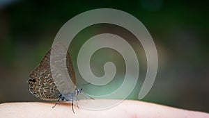 A little brown butterfly is standing close up