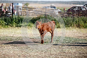 Little brown calf in the village