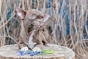 A little brown Chihuahua puppy lying outside, looking up at the sky, blue flowers nearby, selective focus