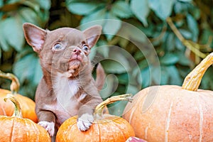 Little Brown Chihuahua puppy on pumpkins, looking up