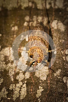 Little brown cicada
