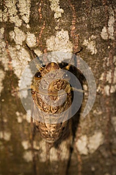 Little brown cicada