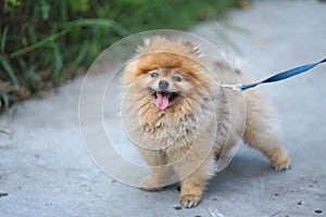 Little brown color pomeranian dog with happy smile face standing