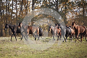 The little brown colt pony