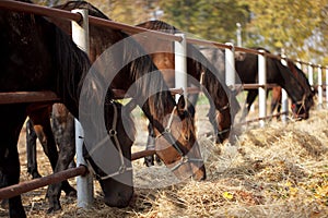 The little brown colt pony