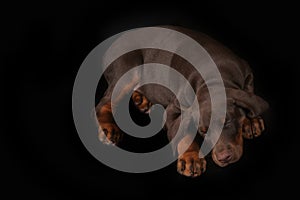 Little brown Doberman puppy sleeping sweetly on a black background,