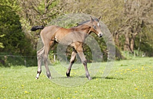 Little brown foal outside