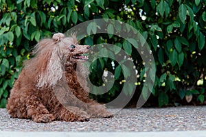Cute funny furry dog looking to the side with a bush behind on the street
