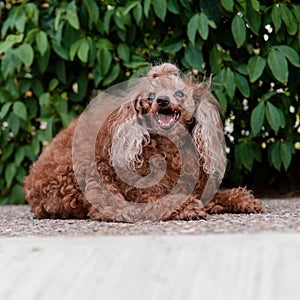 cute furry brown dog that is happy resting after a walk. Pretty smiling puppy in a bush