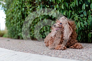 Cute shaggy brown dog taking a break in front of a bush while looking to the side