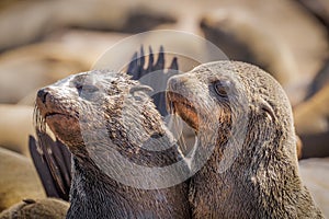 A little brown fur seal Arctocephalus pusillus looking with squinting eyes to his friend, Cape Cross, Namibia.