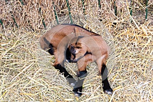 Little brown goatling