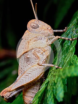 Little brown grasshopper